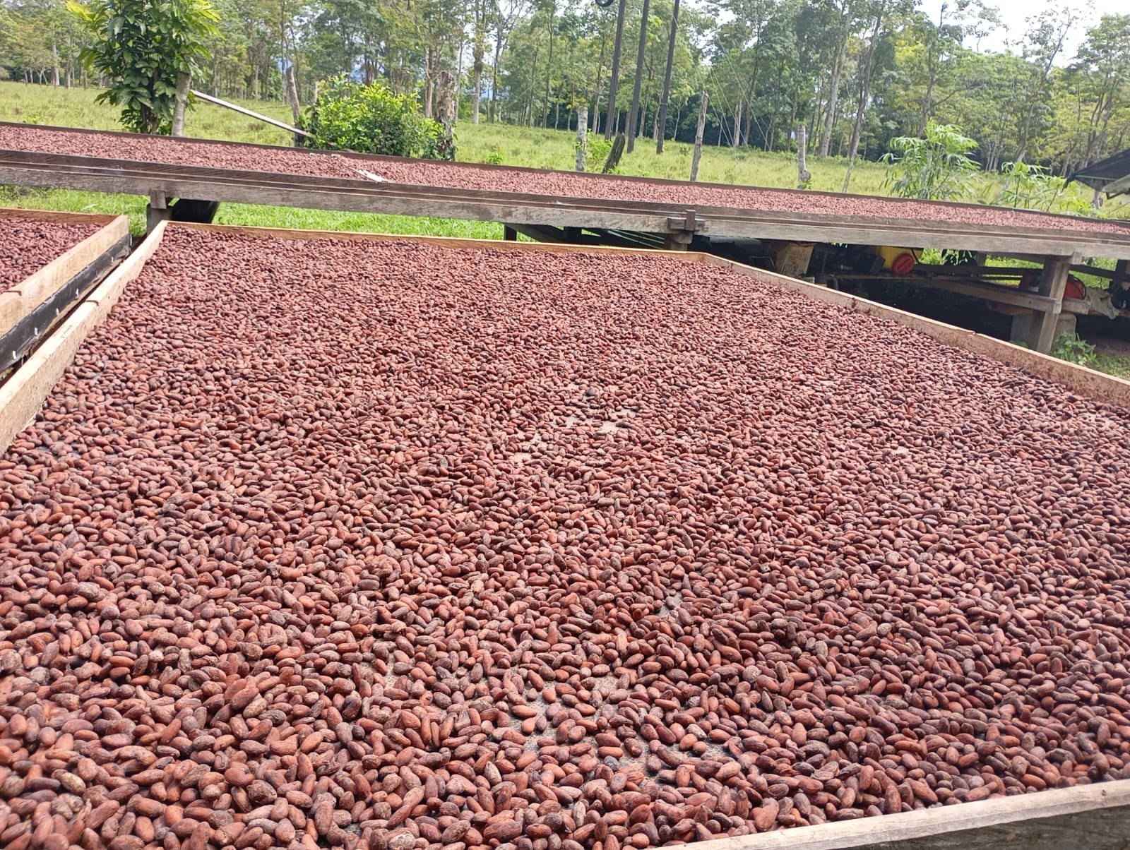 Cultivos de Cacao Sarare